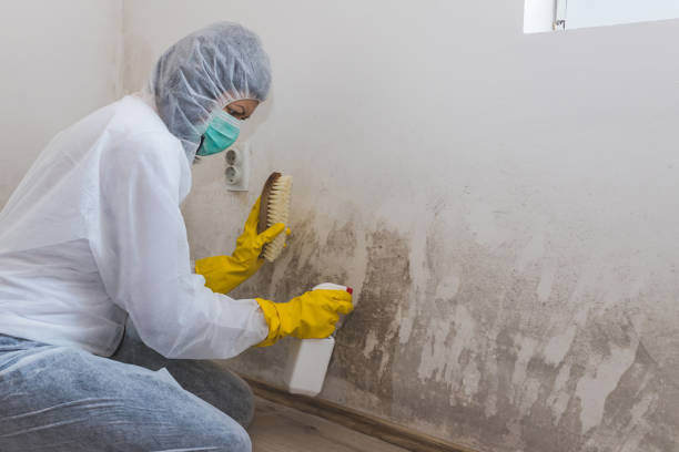 Best HVAC Mold Inspection and Cleaning  in Mead, CO