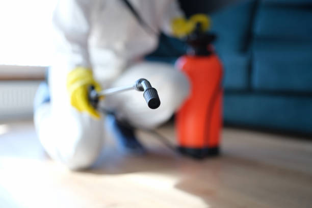 Reliable Mead, CO Mold Removal Solutions