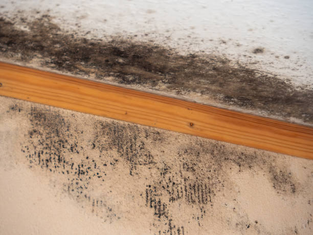Forensic Mold Investigation in Mead, CO