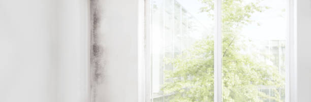 Best Mold-Related Health Consultation  in Mead, CO