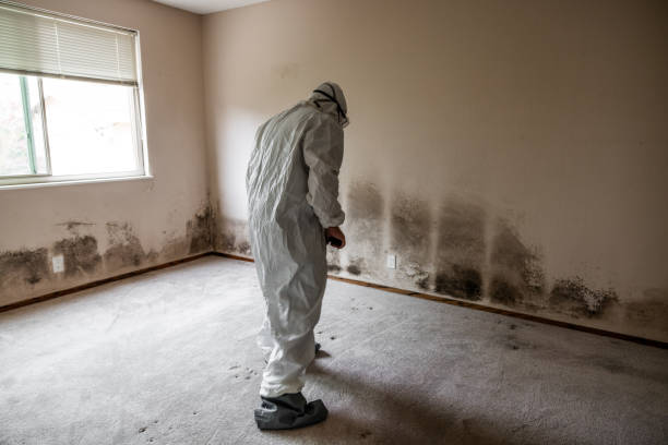 Best Emergency Mold Remediation  in Mead, CO