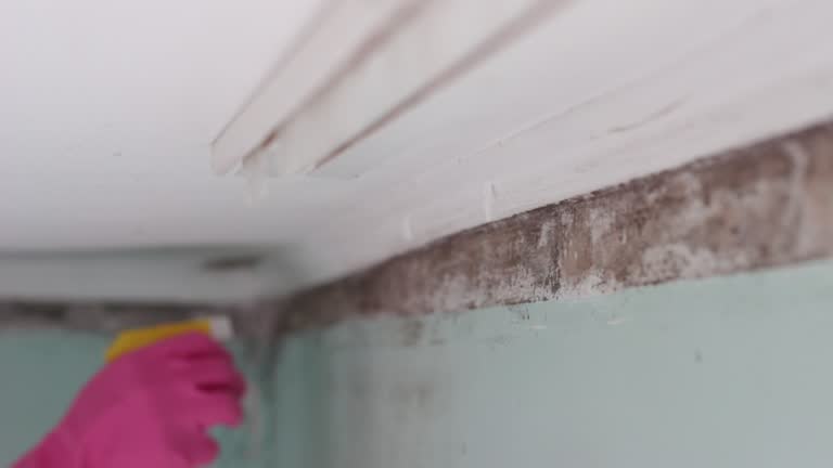 Best Post-Construction Mold Inspection  in Mead, CO